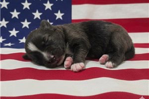 Perseus - Australian Shepherd for sale