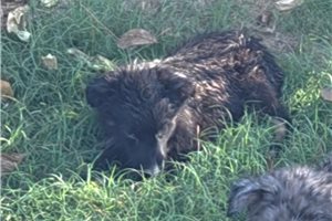 Peyton - Australian Shepherd for sale