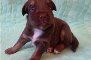 Clark - Australian Shepherd for sale