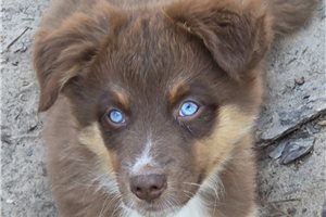 Chuck - Australian Shepherd for sale