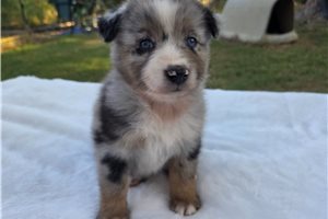 Pandora - Australian Shepherd for sale