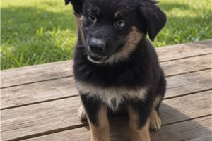 Pheonix - Australian Shepherd for sale