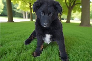 Fenway - Australian Shepherd for sale