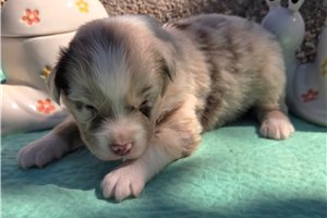 Naomi - puppy for sale