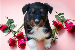 Ivan - puppy for sale