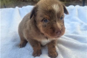 Pharoah - Australian Shepherd for sale
