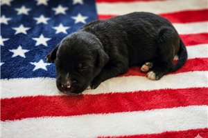 Peyton - Australian Shepherd for sale