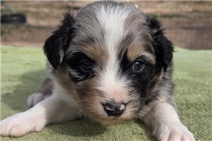 Leonardo - puppy for sale