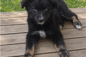 Peyton - Australian Shepherd for sale