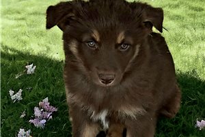 Wilder - puppy for sale
