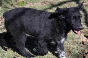 Glenn - Australian Shepherd for sale