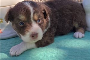 Nadia - puppy for sale