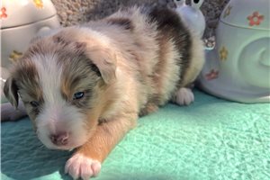 Natasha - puppy for sale