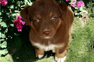 Carolina - puppy for sale