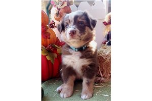 Bianca - Australian Shepherd for sale