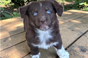 Clement - Australian Shepherd for sale
