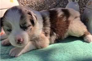 Noreen - puppy for sale
