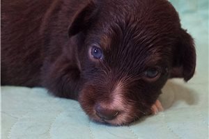 Celo - Australian Shepherd for sale