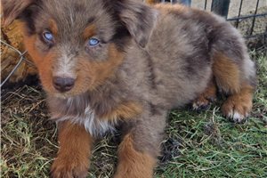 Fonzie - puppy for sale