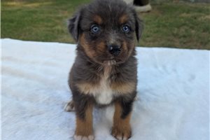 Plato - puppy for sale