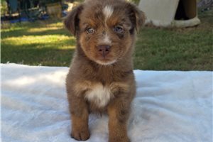 Pharoah - Australian Shepherd for sale