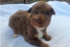 Piper - Australian Shepherd for sale