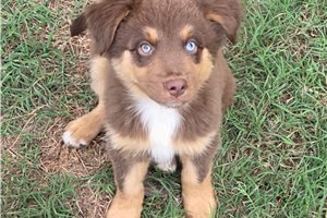 Clark - Australian Shepherd for sale