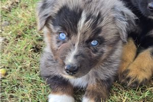 Finn - puppy for sale