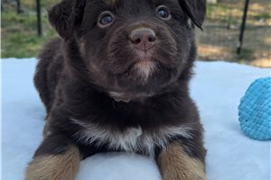 Nico - Australian Shepherd for sale