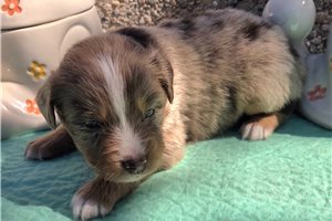 Nyla - puppy for sale