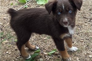 Nikki - Australian Shepherd for sale