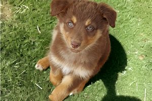 Wade - puppy for sale