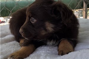 Nico - Australian Shepherd for sale
