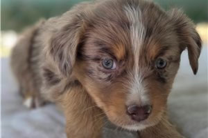 Noland - Australian Shepherd for sale