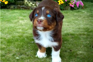 Tyla - puppy for sale