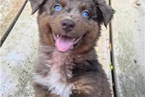 Piper - Australian Shepherd for sale