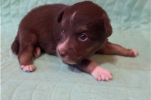 Chuck - Australian Shepherd for sale