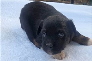 Porter - Australian Shepherd for sale