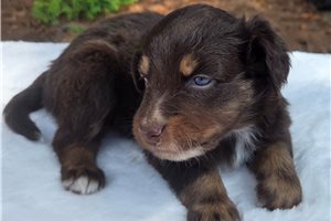 Celo - Australian Shepherd for sale