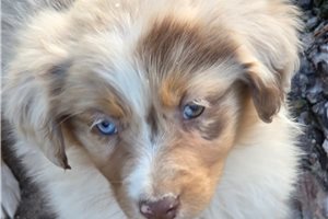 Junie - Australian Shepherd for sale