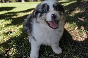 Lori - Australian Shepherd for sale