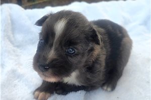 Perseus - Australian Shepherd for sale