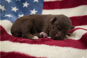 Piper - Australian Shepherd for sale