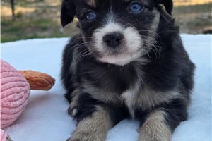 Madison - Miniature Australian Shepherd for sale