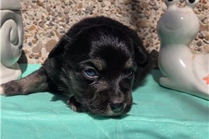 Marie - Miniature Australian Shepherd for sale