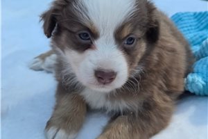 Maxwell - Miniature Australian Shepherd for sale