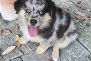 Murphy - Miniature Australian Shepherd for sale