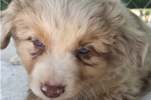 Monty - Miniature Australian Shepherd for sale