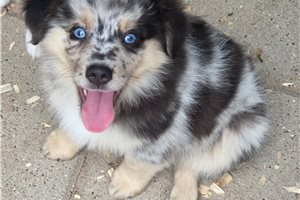 Murphy - Miniature Australian Shepherd for sale