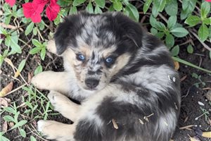 Murphy - Miniature Australian Shepherd for sale